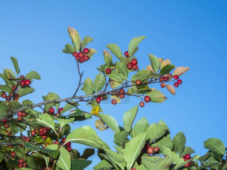 Photo for Bottom view of the fruits of the common cotoneaster (Latin: Cotoneaster integerrimus) ripening on branches against a blue sky. - Royalty Free Image