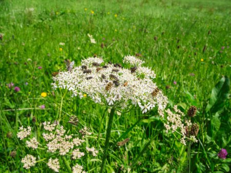 Close-up view of a meadow hogweed umbel flower full of houseflies (Latin: Musca domestica), grove hoverflies (Latin: Episyrphus balteatus) and some red soft beetles (Latin: Rhagonycha fulva) in the middle of a flower meadow in summer in Bavaria.