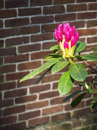 Single branch of a rhododendron with red flowers and green leaves in the sunlight in front of an out of focus brick wall