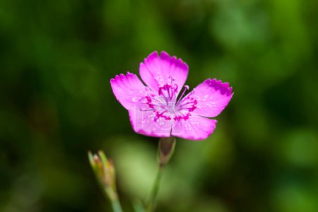 Macro view of the flower of a Carthusian carnation (lat: Dianthus carthusianorum) against a blurred natural background.