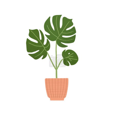 lllustration with house plant Monstera. Natural green home decor. Flat vector illustration isolated on white background