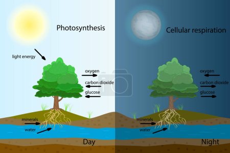 Illustration for Photosynthesis diagram. Process of plant produce oxygen. Photosynthesis process labelled. Science education botany poster. Photosynthesis process poster with plant, text and arrows. Stock vector illustration - Royalty Free Image
