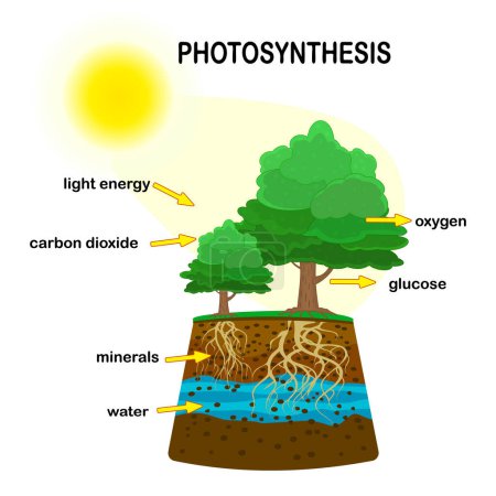 Photosynthesediagramm. Prozess der Pflanzenproduktion Sauerstoff. Photosynthese-Prozess markiert. Botanisches Plakat zur naturwissenschaftlichen Bildung. Fotosynthese-Poster mit Pflanze, Text und Pfeilen. Illustration eines Aktienvektors