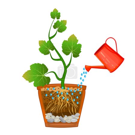 Illustration for Watering can and plant in pot isolated on white background. Seedling with root system in cutaway flower pot. Plant, root system, soil layers and drainage in in longitudinal section. Scheme of flowerpot drainage with gravel. Stock vector illustration - Royalty Free Image