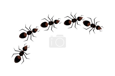 Linie von Ameisen isoliert auf weißem Hintergrund. Insektenweg. Ameisenkolumne. Konzept zur Bekämpfung von Schädlingen oder Parasiten. Draufsicht auf die Käferstraße, die in Reihe marschiert. Invasion der Ameisenkolonien. Illustration eines Aktienvektors