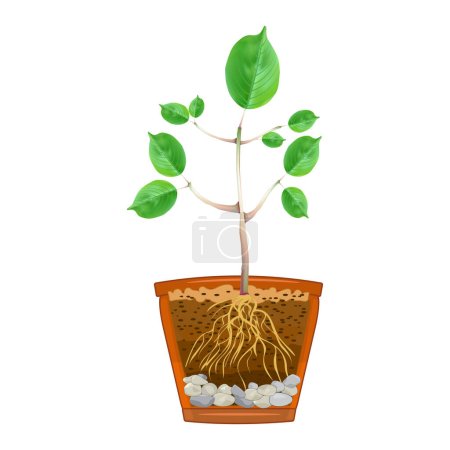 Illustration for Flowerpot cross section. Seedling with root system in cutaway flower pot.Green plant growing in pot with ground soil. Plant, root system, soil layers and drainage in longitudinal section. Stage of growth. Scheme of flowerpot drainage with gravel. - Royalty Free Image