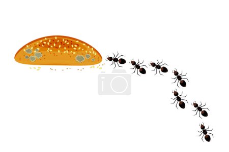 Téléchargez les illustrations : Les fourmis marchent en rang vers le pain. Colonie de fourmis et nourriture isolée sur fond blanc. Problème d'insecte nuisible non contrôlé dans la cuisine. Accueil concept de lutte antiparasitaire ou antiparasitaire. Illustration vectorielle de stock - en licence libre de droit