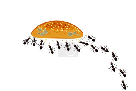 Ilustración de Las hormigas se reúnen alrededor del pan, pastel, bollo o galletas. Colonia de hormigas y alimentos aislados sobre fondo blanco. Problema de plagas de insectos incontrolados dentro de la cocina. Inicio concepto de control de plagas o parásitos. - Imagen libre de derechos