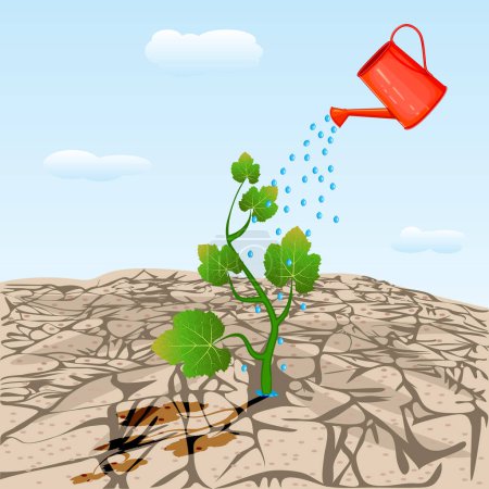 Illustration for Dry cracked land with plant sprout and watering can. Young tree growing on arid ground. Watered green plant in dry desert soil from watering can. Soil erosion and desertification. Land degradation, water shortage and drought. Concept of new life. - Royalty Free Image
