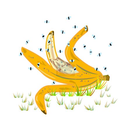Illustration for Fruit flies and banana peel isolated on white background. Drosophila melanogaster. Insect swarming around food scraps. Flies flying above peeled banana in grass. Organic waste or kitchen leftovers and pest. Stock vector illustration - Royalty Free Image