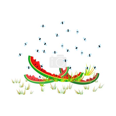 Fruchtfliegen und Wassermelonenschalen isoliert auf weißem Hintergrund. Drosophila melanogaster. Insekten wimmeln um Essensreste. Fliegen fliegen über geschälte Melonen im Gras. Biomüll oder Küchenreste und Schädlinge. Illustration eines Aktienvektors