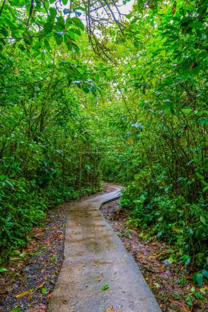 Téléchargez les photos : Chemin à travers la jungle dans le parc national du volcan Tenorio, station El Pilon, province d'Alajuela, Guatuso, Costa Rica. - en image libre de droit