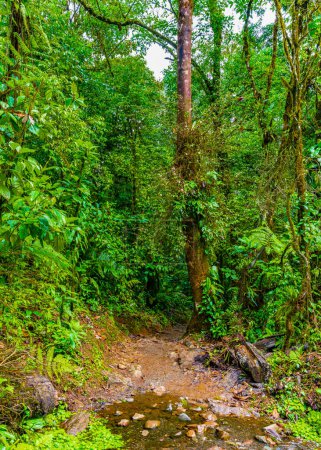 Téléchargez les photos : Chemin à travers la jungle dans le parc national du volcan Tenorio, station El Pilon, province d'Alajuela, Guatuso, Costa Rica. - en image libre de droit