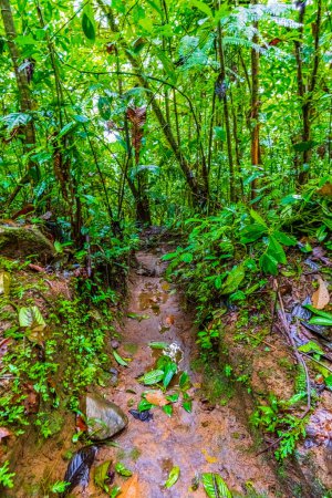 Photo for Path through Jungle in Tenorio Volcano National Park, El Pilon Station, Alajuela Province, Guatuso, Costa Rica. - Royalty Free Image