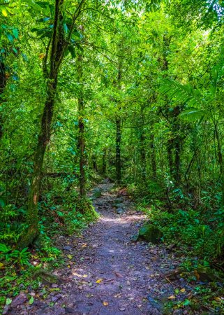 Photo for Path through Jungle in Tenorio Volcano National Park, El Pilon Station, Alajuela Province, Guatuso, Costa Rica. - Royalty Free Image
