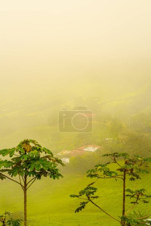 A misty morning view of the lush green landscape of jungle with the verdant hills partially obscured by fog, embodying a serene tropical ambiance, Uvita, Puntarenas Province, Costa Rica. High quality
