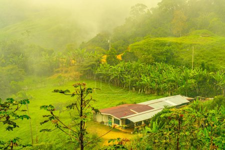 A vibrant, fog-laden scene in Uvita, Puntarenas Province, Costa Rica, showcasing lush greenery and banana trees, with a rustic dwelling nestled among the hills, under a blanket of tropical mist. High