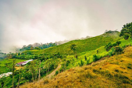 A pastoral landscape in Uvita, Puntarenas Province of Costa Rica, where lush hills are wrapped in a gentle mist, featuring agrarian life amidst rich biodiversity, under the soft light of a veiled sun