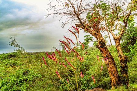 Un vibrante paisaje tropical con un árbol retorcido y musgoso en medio de una exuberante vegetación. Las brillantes inflorescencias rosadas de la Aechmea gamosepala, comúnmente conocidas como plantas Matchstick, agregan un contraste vívido