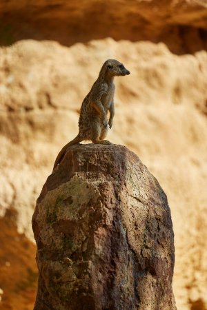 Photo for Meerkat stands alone on a large stone - Royalty Free Image