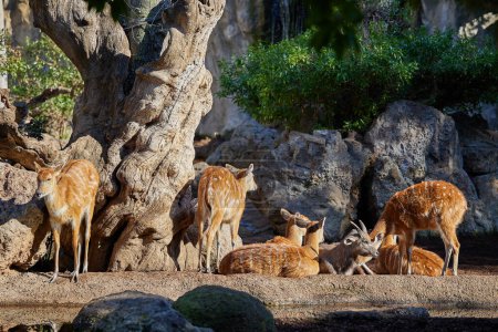 Téléchargez les photos : Sept antilopes sitatungas se reposent au soleil à côté d'un arbre - en image libre de droit