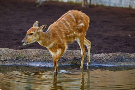 Téléchargez les photos : La sitatunga ou antilope trouvée dans toute l'Afrique centrale - en image libre de droit