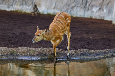 Téléchargez les photos : Jeune sitatunga moyenne antilope africaine - en image libre de droit
