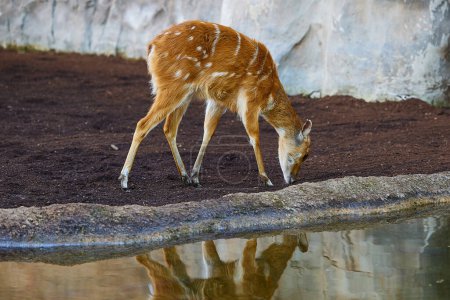 Téléchargez les photos : La sitatunga ou antilope trouvée dans toute l'Afrique centrale - en image libre de droit