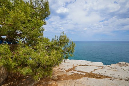 Téléchargez les photos : Vue sur la mer Méditerranée turquoise sans fin depuis la falaise. Pin poussant sur la falaise. - en image libre de droit