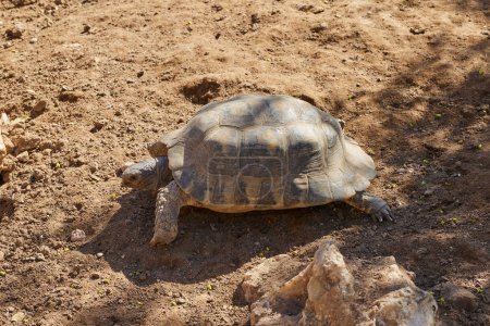 Photo for Close-up a rare Desert Tortoise in Oceanografic Valencia, Spain - Royalty Free Image
