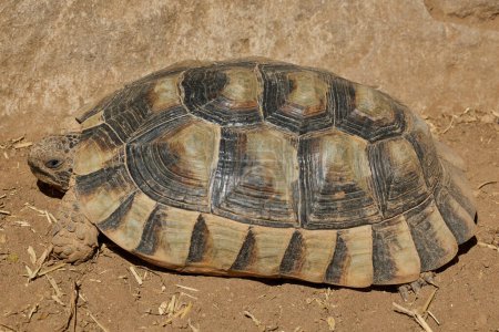 Photo for Close-up a rare Desert Tortoise in Oceanografic Valencia, Spain - Royalty Free Image