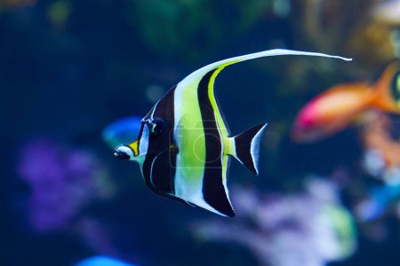 Téléchargez les photos : Décryptages Idole mauresque (Zanclus cornutus), poissons tropicaux en aquarium - en image libre de droit