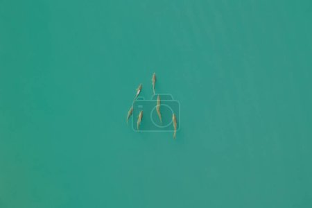 Photo for Aerial view of a large fish swimming freely under water of the reservoir. Fishing. - Royalty Free Image