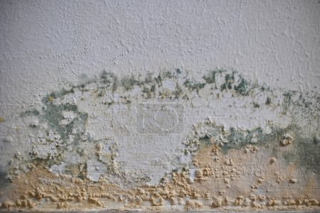 Téléchargez les photos : La croissance des moisissures sur les murs à l'intérieur d'un immeuble d'habitation. Humidité dans la pièce et apparition de moisissures. - en image libre de droit