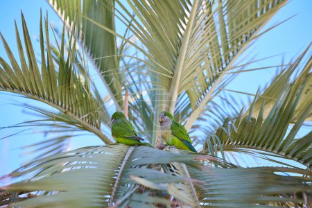 Loro verde periquito en una palmera en España