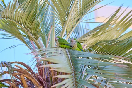 Loro verde periquito en una palmera en España