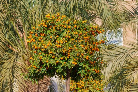 Kumquat trees loaded with fruits.