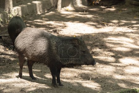 Photo for The collared peccary looks like a pig or wild boar, but it is a different specie - Royalty Free Image