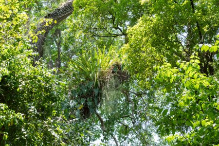 epífitas sobre un forófito en el bosque atlántico de Brasil
