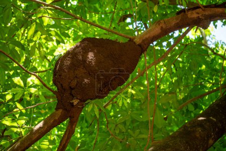 Arboreal termite hive in the Atlantic forest in Brazil
