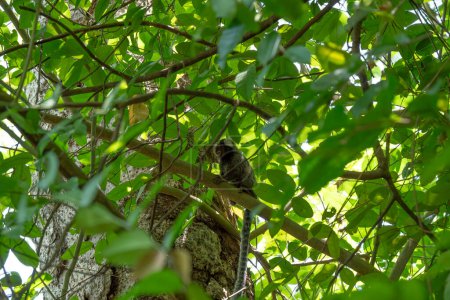 Foto de Marmoset de mechones negros sentado en una rama en un árbol - Imagen libre de derechos