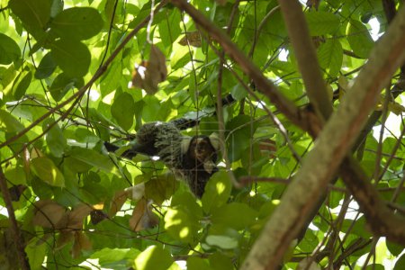 Foto de Marmoset de mechones negros sentado en una rama en un árbol - Imagen libre de derechos