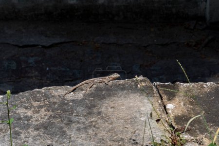 Lava-Eidechse ruht und wärmt sich auf einem Felsen in Brasilien
