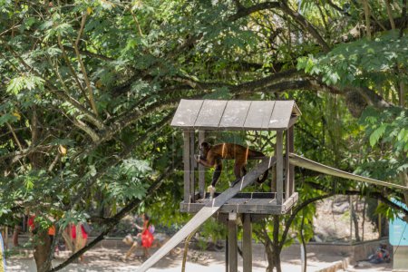 Singe capucin gardé dans un zoo au Brésil