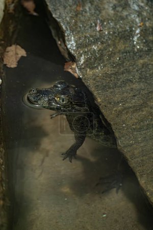 Breitschnauziges Kaimanbaby versteckt sich unter einem Felsen