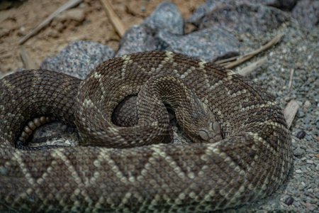 Foto de Serpiente de cascabel sudamericana descansando sobre escombros - Imagen libre de derechos