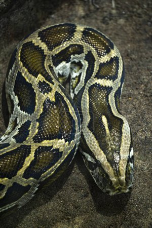 Python bivittatus with close up on its head and skin pattern