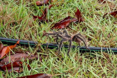 The Brazilian Tarantula or Theraphosidae photographed on a farm in North Eastern Brazil