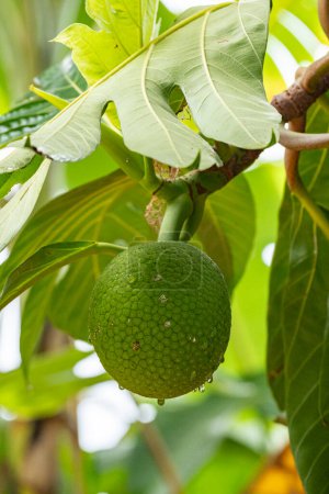 Photo for Close up on breadfruit hanging on a breadfruit tree - Royalty Free Image