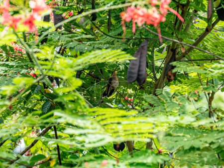 Téléchargez les photos : Colobri brésilien se repose entre la croissance verte dense - en image libre de droit